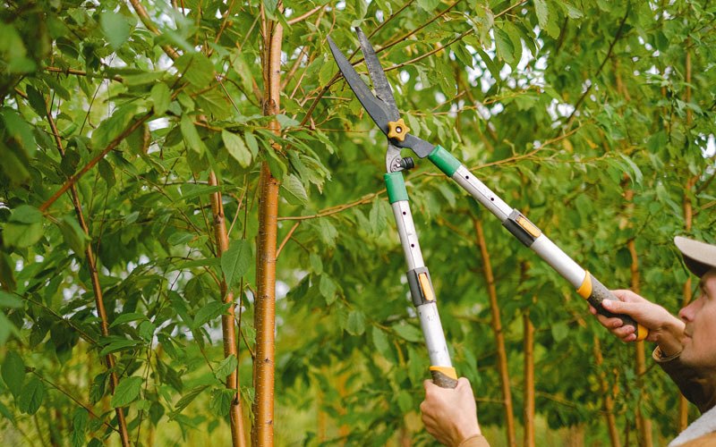 Tree trimming in Cushing, IA